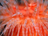 /album/fotogaleria/anemone-tentacles-jpg/